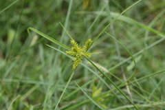 Cyperus paniceus